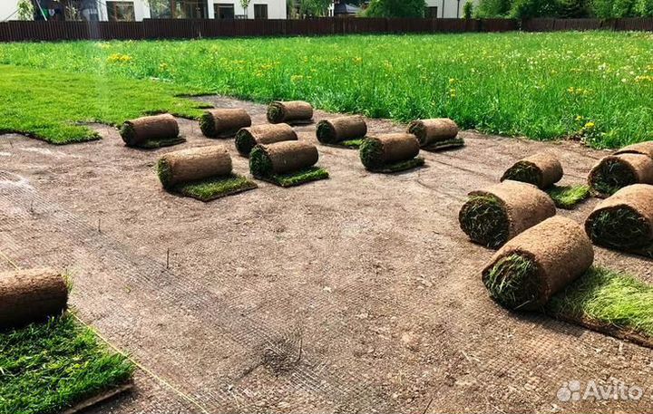 Рулонный газон с укладкой и гарантией