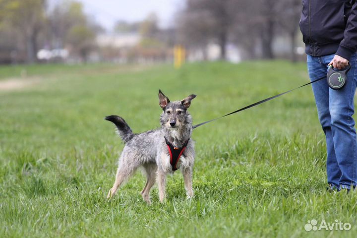 Молодой собачке очень нужен дом