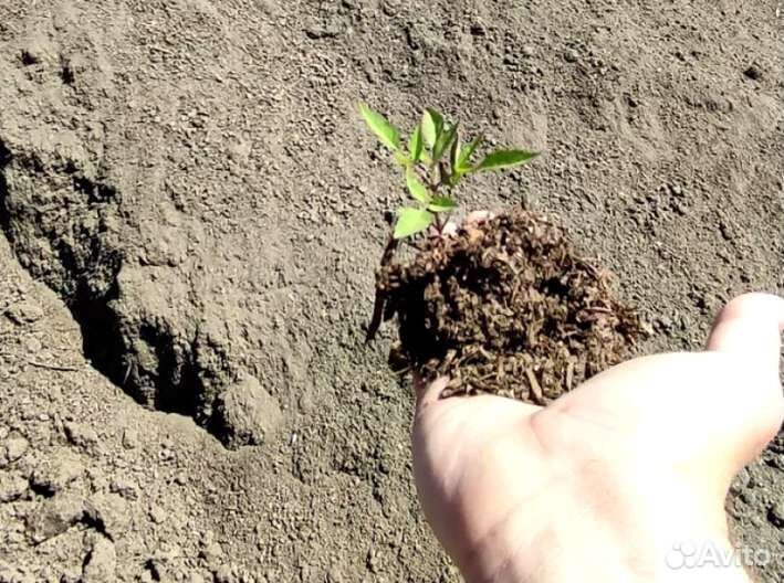 Подстилка из конского навоза с опилками 50 л