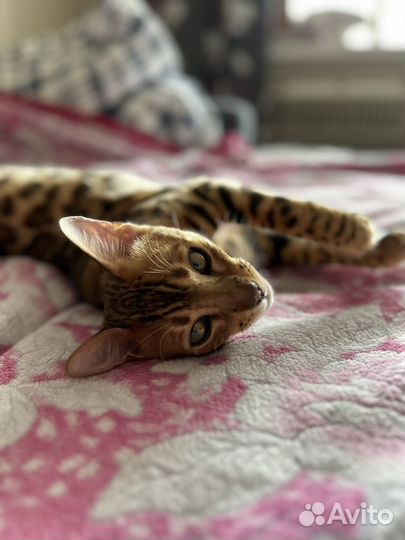 Бенгальский кот