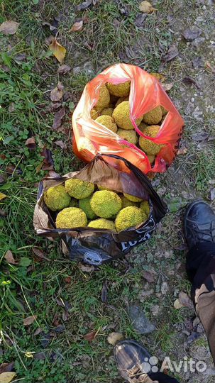 Вытяжка Маклюры