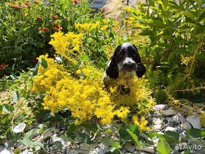 Русский спаниель