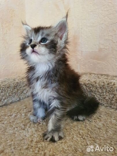 Мейн-кун котенок девочка