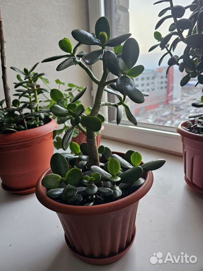 Денежное дерево красула толстянка