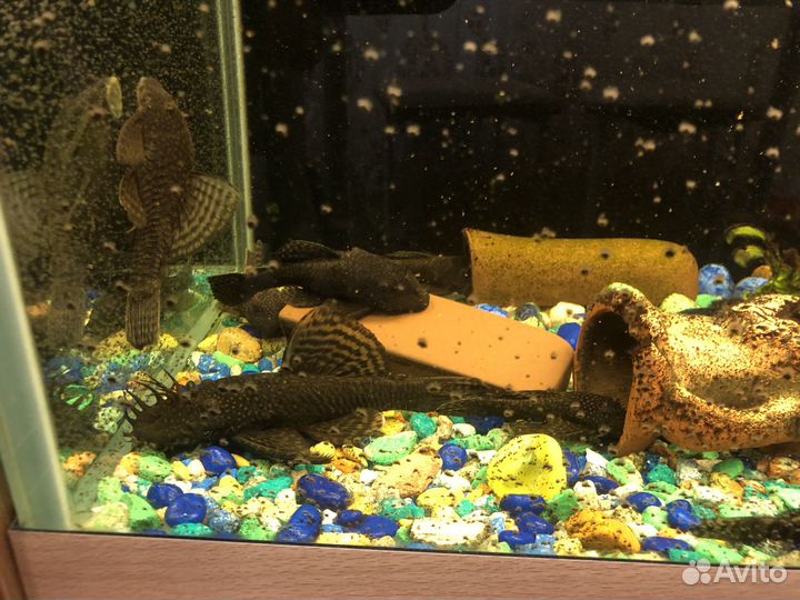 Сом анцитрус