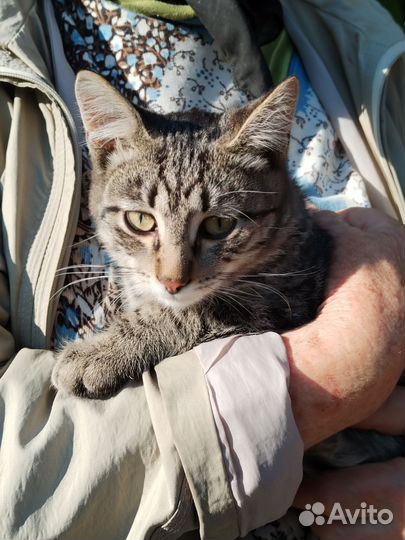 Котик, 5 мес. кастрирован