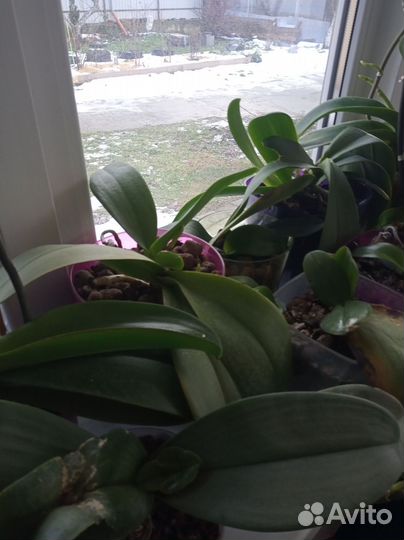 Комнатные растения, орхидеи