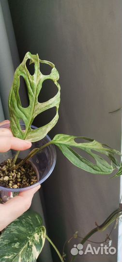 Монстера Адансона вариегатная