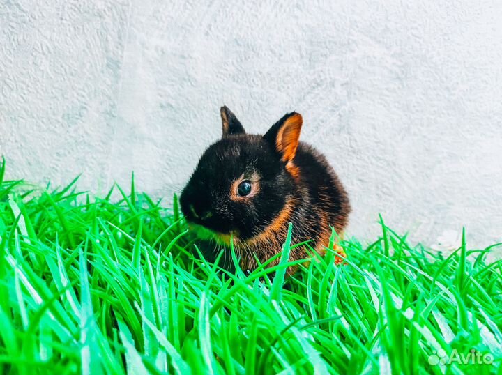 Карликовый кролик - самый маленький