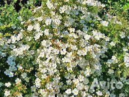 Саженцы Курильского чая