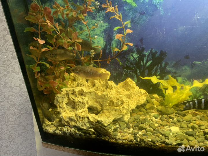 Аквариум