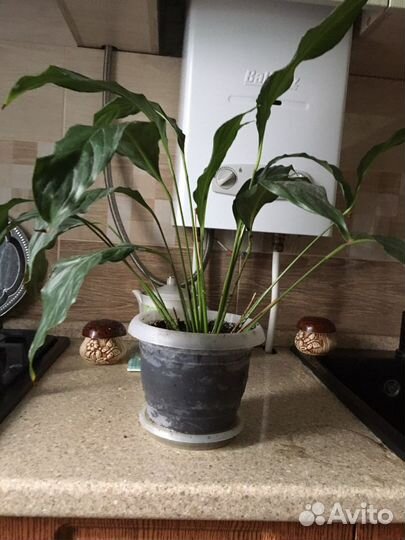 Стафилиум высота40см