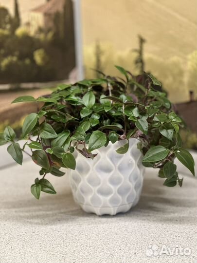 Каллизия ползучая