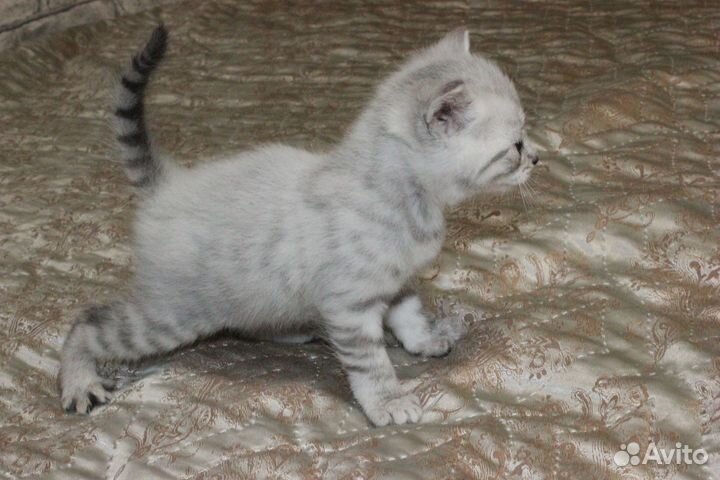 Прелестные котята в добрые руки