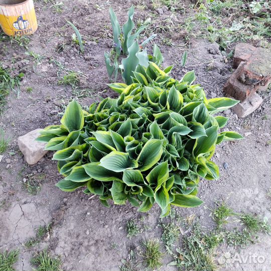 Многолетники садовые