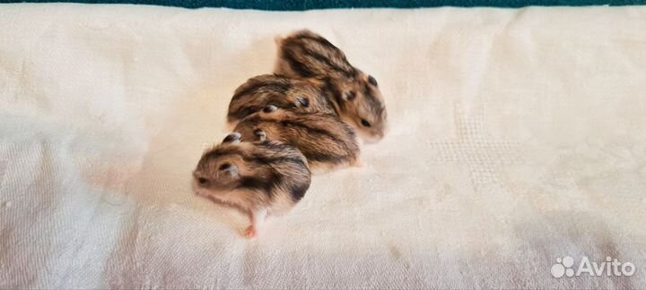 Джунгарский хомяк в добрые руки