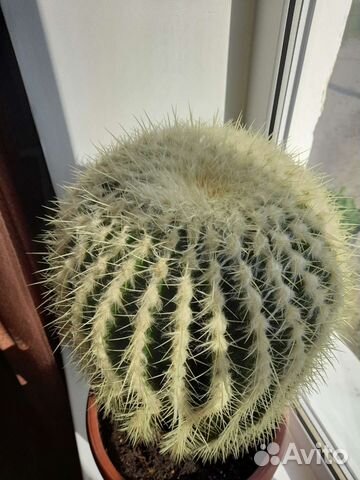 Эхинокактус грузони кактус Огромный D50 h39