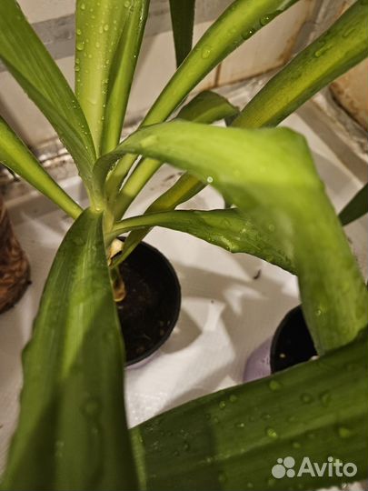 Комнатные цветы юкка