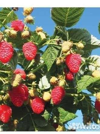 Ремонтантная малина