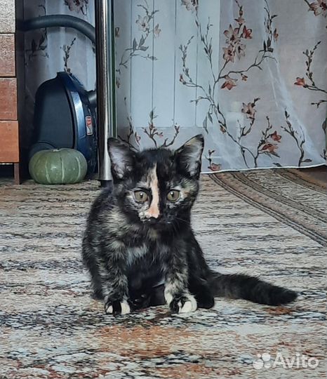 Кошка в дар бесплатно