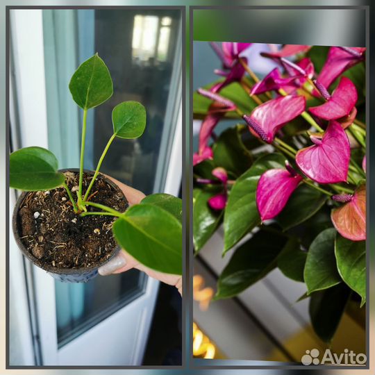 Антуриум зизу лили ваниль ковали бэби пурпл