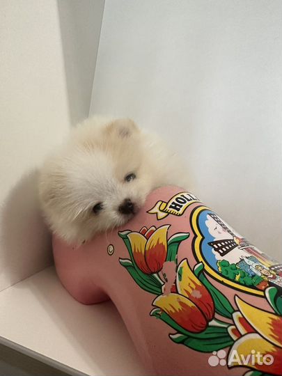 Померанский шпиц мишка