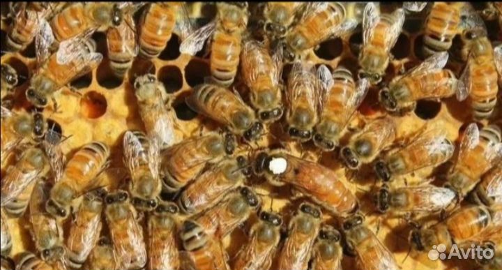Пчёлы породы бакфаст f1