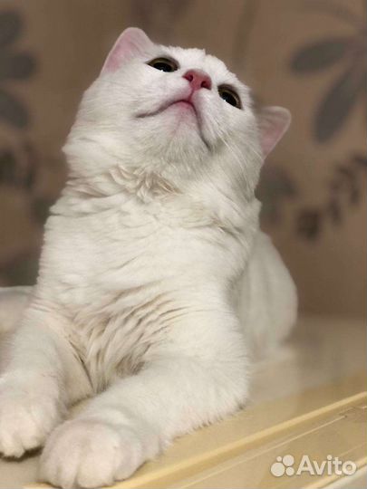 Кошечка ласковая в добрые руки