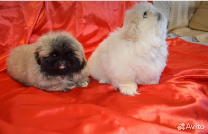 Щенки пекинеса