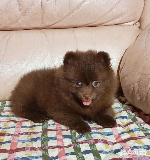 Щенки шпица