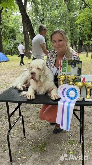 Услуги хендлера, показ собак на выставке