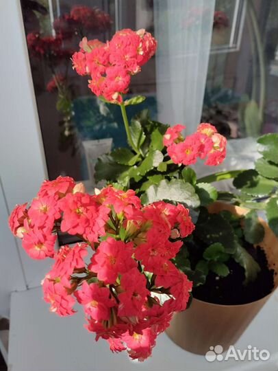 Каланхоэ сукуленты