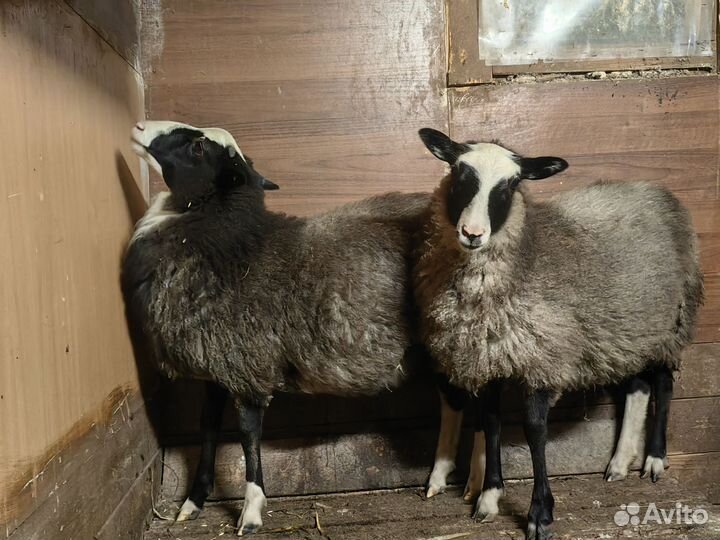 Овцы бараны