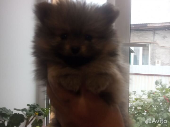 Померанский шпиц мини