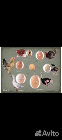 Инкубационное яйцо