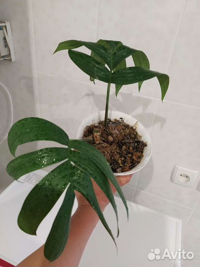 Монстера Рафидофора декурсива