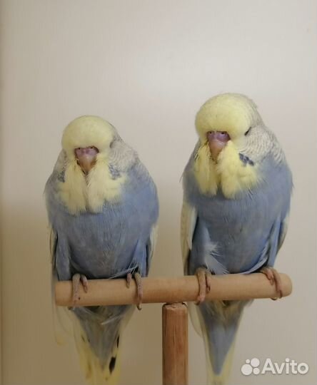 Ввп,Чехи,птенцы