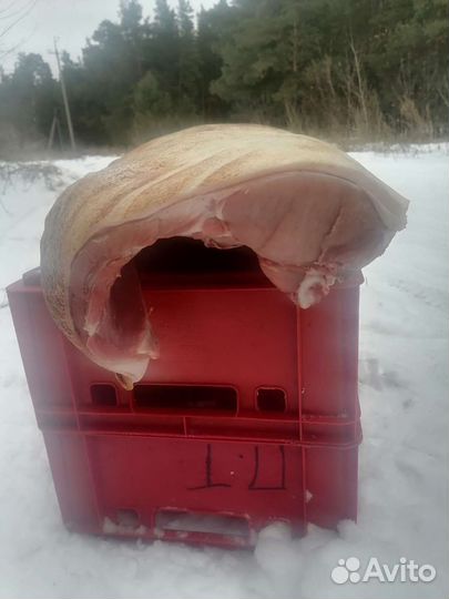 Свинина полутуши, четверти. Доставка