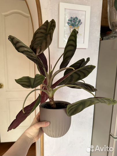 Alocasia Red Secret, monstera pinnatipartita