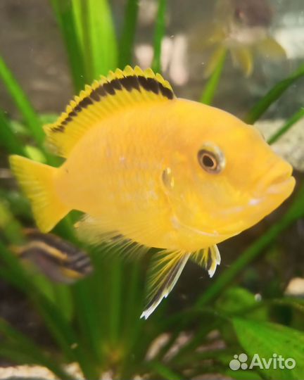 Аквариумные рыбки цихлиды