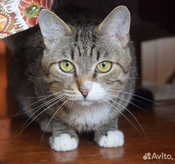 Очаровательный котик