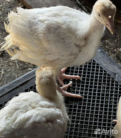 Индюшата хайбрид.,Биг 6, Белая шир. 1 месяц