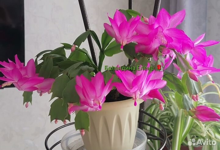 Рипсалидопсис и шлюмбергера, декабристы