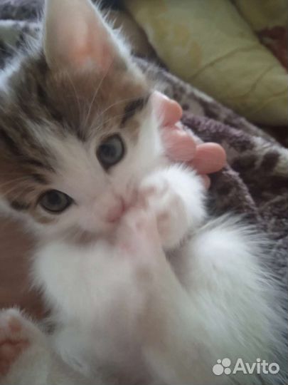 Котята в добрые руки бесплатно