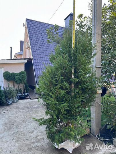 Туя Брабант