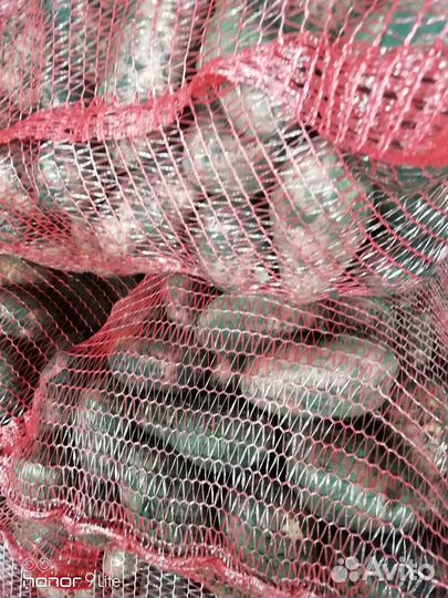 Продам картофель