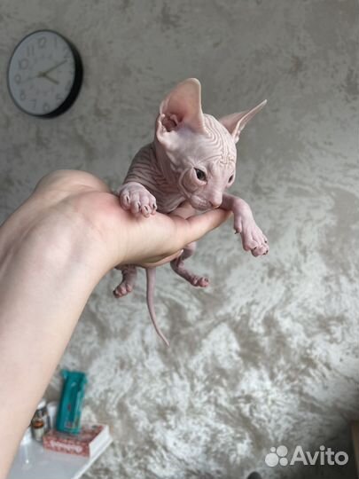 Донской сфинкс девочка