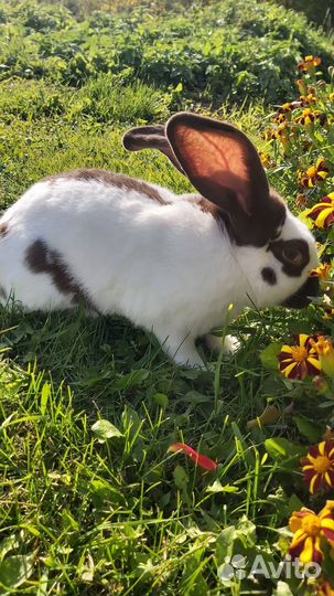 Кролик немецкий пестрый строкач