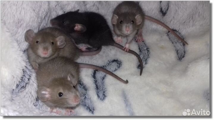 Крысята Дамбо малыши крысы