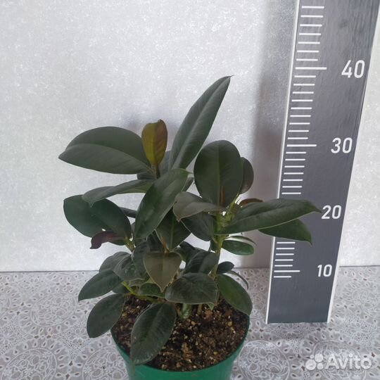 Фикус Робуста